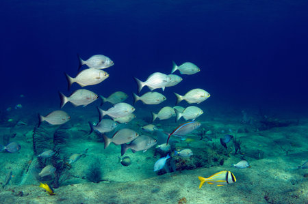 A small school of Bermuda Chub swimming over a hard bottom.