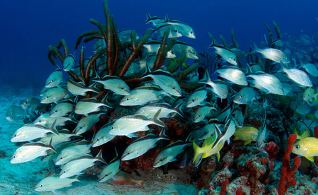 Small school of Cottonwick Grunts surrounding a small coral out cropping.
