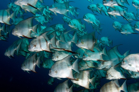 School of Spadefish swimming around in open water.の写真素材