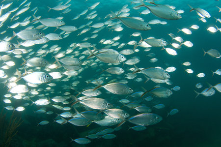 Close up view of a school of Bar Jacks.の写真素材