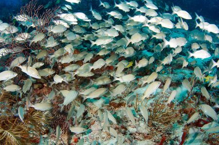 A large school of Tomtates Swimming Over a reef.の写真素材