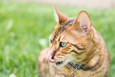 A cat licking its own nose.