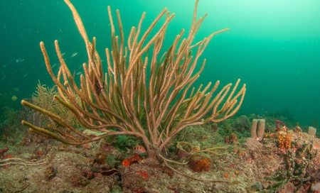Soft coral with a Goat Fish underneath の写真素材