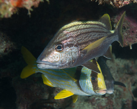 Images obtained in south east Florida waters.