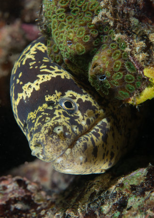 Atlantic ocean species of animal in south Florida.
