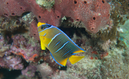Images obtained in south east Florida waters.