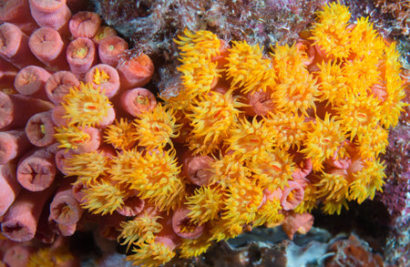 Atlantic ocean species of animal in south Florida.