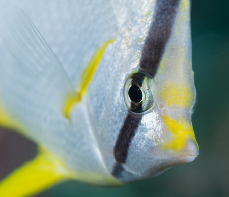 Atlantic ocean species of animal in south Florida.