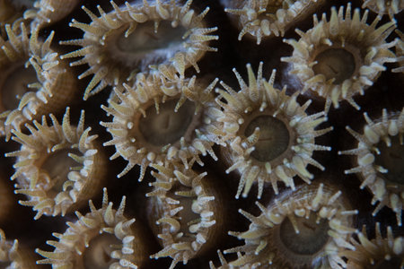Images obtained in south east Florida waters 