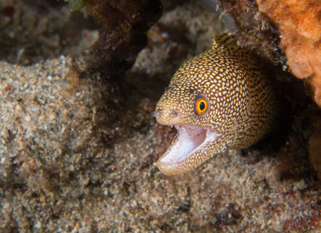 Images obtained in south east Florida waters.の写真素材