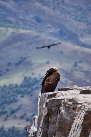Andean condor in its natural habitat, the Andes mountain rangeの写真素材