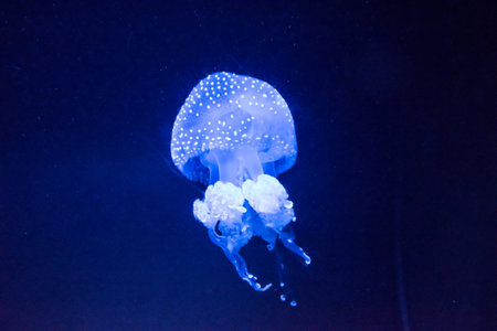 a small jelly fish with polka dotsの写真素材