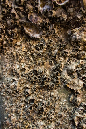 shell is use to be a background at thailand