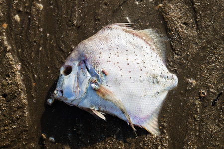 fish die with sand on the beach  from Thailand 