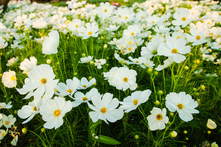 white Marigold flower in garden at thailand の写真素材