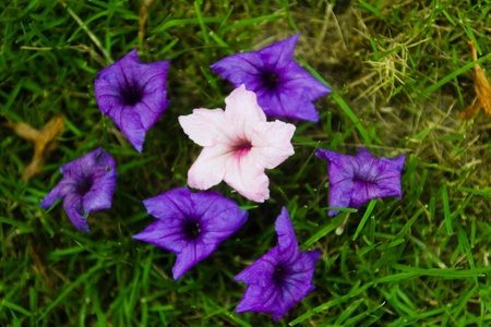 leaf green with yellow flower in garden at thailand の写真素材
