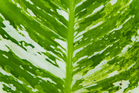 Dieffenbachia texture ,Thailand is strong の写真素材