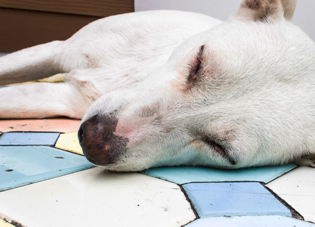Asia dog sleep in the garden at thailand  の写真素材