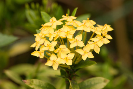  Ixora flower in garden at thailandの写真素材