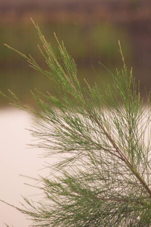leaf green pine tree in garden at thailand.の写真素材
