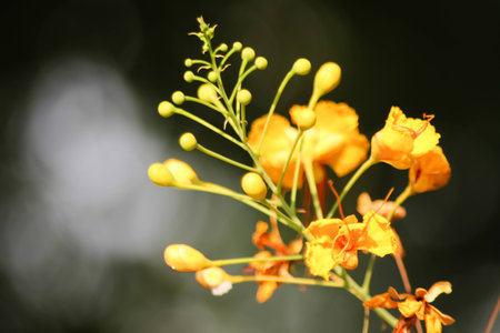 white popinac flower in garden at thailandの写真素材