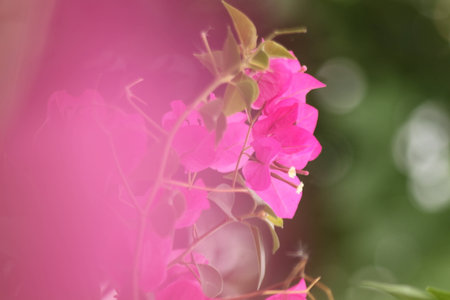   Paper flower  in garden at thailand の写真素材