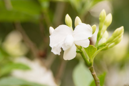 Jasmine の写真素材