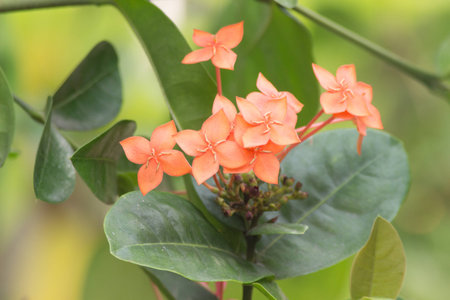 Ixora flower in garden at thailand の写真素材