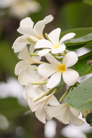 Frangipanis Flowerの写真素材