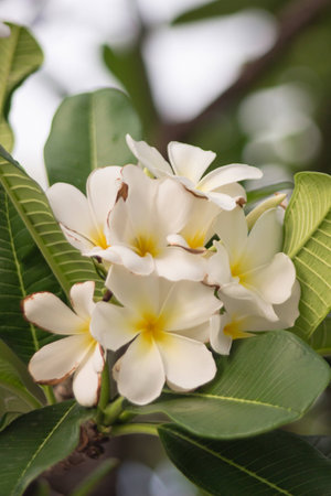 Frangipanis Flowerの写真素材