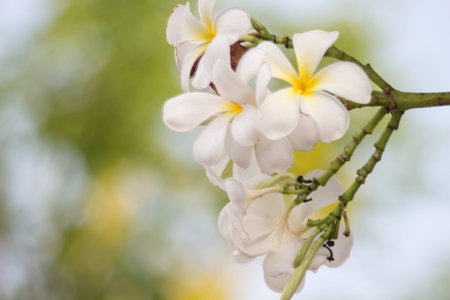 Frangipanis Flowerの写真素材