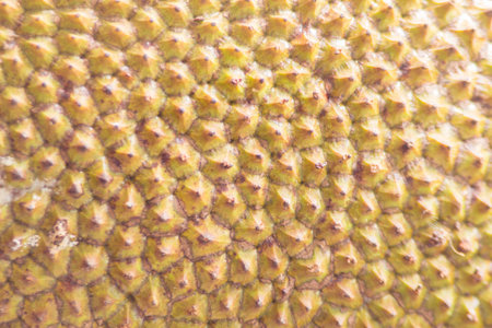 Jaka Fruit Pattern
