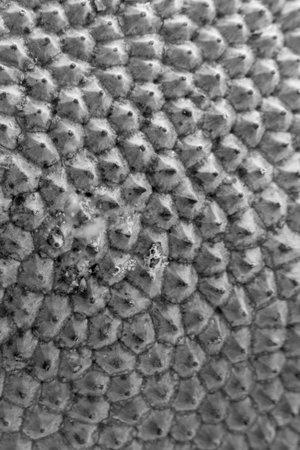 Jaka Fruit Pattern