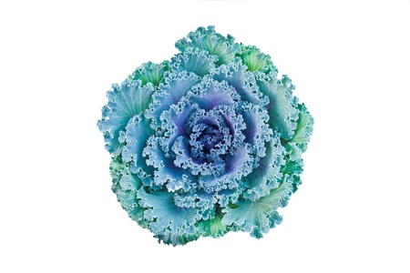 Close-up of ornamental cabbage flower isolated on whiteの写真素材