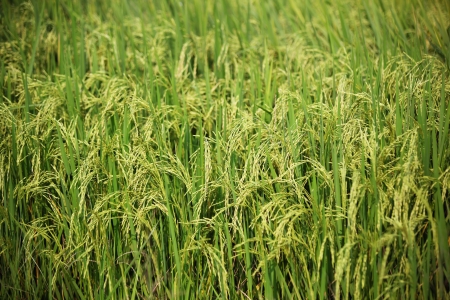 Rice field background in Ayutthaya city, Thailand  Ayutthaya is an ancient capital and modern city in the Central Plains of Thailand, 85 km north of Bangkok の写真素材