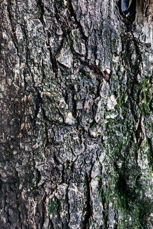 Tree bark texture, abstract background の写真素材