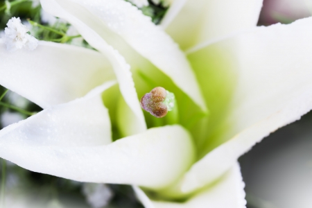 Beautiful lilly and Gypsophila with water drops  Beautiful lilly flower with water drops on white background の写真素材