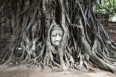 Head of Buddha image in the tree, Ayutthaya, Thailand  の写真素材