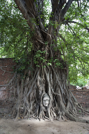 Head of Buddha image in the tree, Ayutthaya, Thailand の写真素材