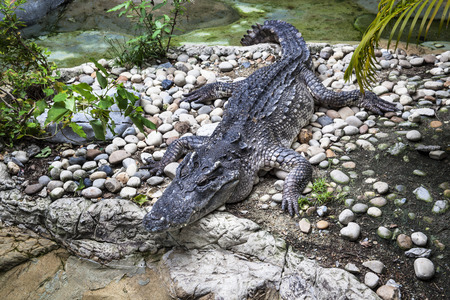Siamese Crocodile at Dusit Zoo Bangkok Thailandの写真素材
