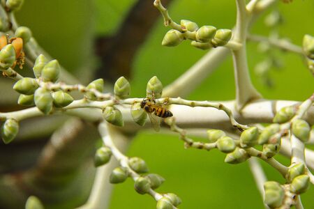 Green beeの写真素材
