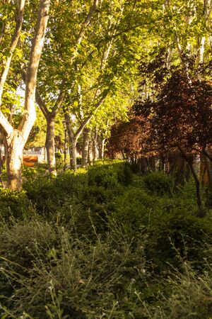 park durning golden hour. beautyfull natural landscape with trees and bushesの写真素材