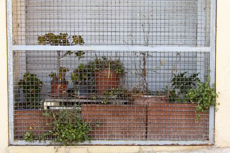 garden of Plants that seem trapped behind a cage on a cityの写真素材