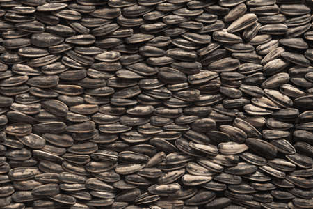 healthy and delicious Sunflower seeds layed in a patternの写真素材