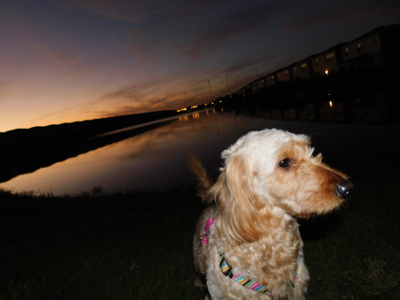 dogの写真素材