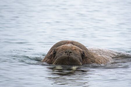 Svalbard, The Beautiful Walrus a huge arctic mammal, and an amazing aquatic creature, enjoying a refreshing bath in the polar watersの写真素材