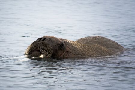 Svalbard, The Beautiful Walrus a huge arctic mammal, and an amazing aquatic creature, enjoying a refreshing bath in the polar watersの写真素材
