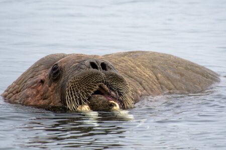 Svalbard, The Beautiful Walrus a huge arctic mammal, and an amazing aquatic creature, enjoying a refreshing bath in the polar watersの写真素材