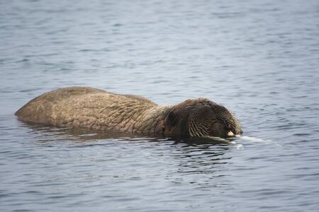 Svalbard, The Beautiful Walrus a huge arctic mammal, and an amazing aquatic creature, enjoying a refreshing bath in the polar watersの写真素材