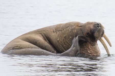 Svalbard, The Beautiful Walrus a huge arctic mammal, and an amazing aquatic creature, enjoying a refreshing bath in the polar watersの写真素材